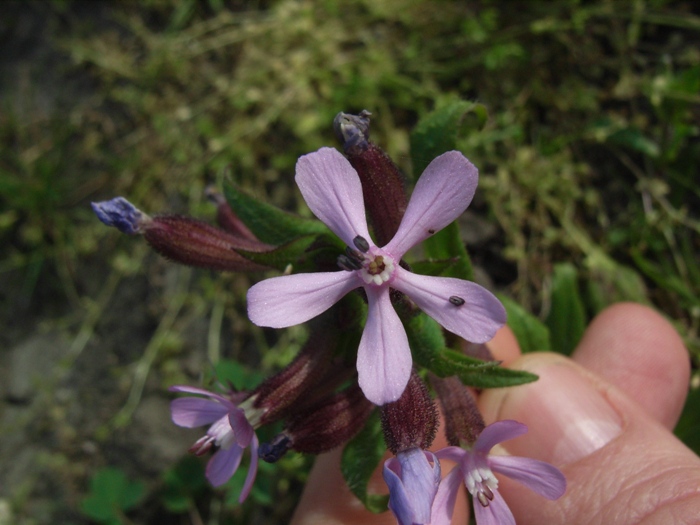 Silene fuscata / Silene scura